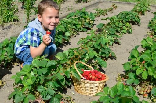 Strawberry Picking