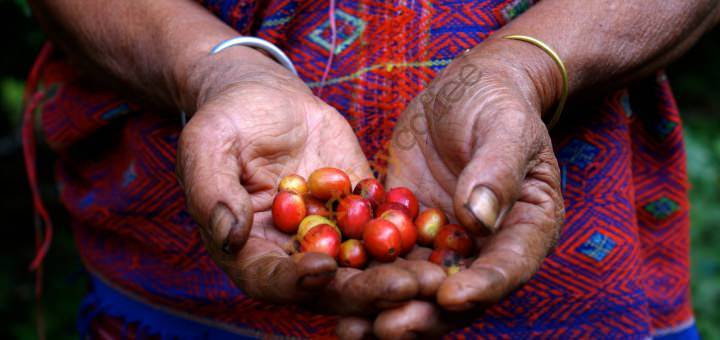 Fairtrade Coffee Blog